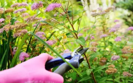 Sommerspiere richtig schneiden im Sommer Blütezeit verlängern