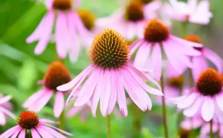 Sonnenhut blüht nicht wie Blütezeit verlängern