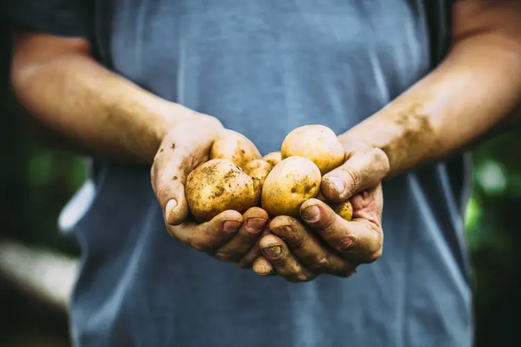 Späte Kartoffeln können gepflanzt und im Oktober geerntet werden