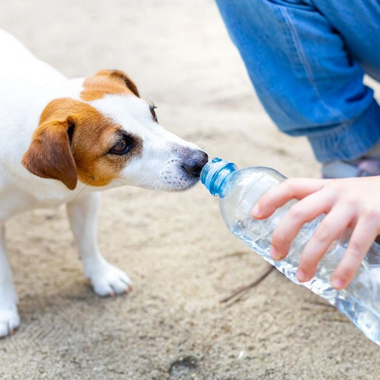 Spaziergänge vorsichtig planen und Wasser für den Hund unbedingt vorbereiten