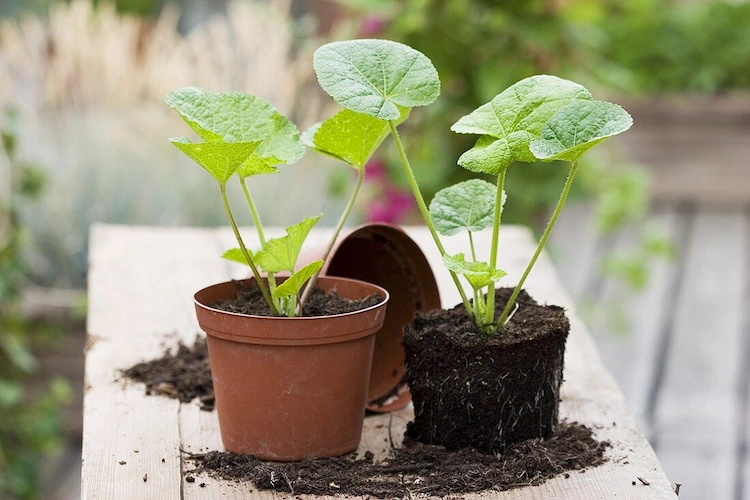 Starten Sie Stockrosen-Samen im Winter im Haus, damit sie im selben Jahr blühen