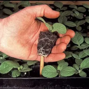 Stockrosen vermehren - Welche Möglichkeiten gibt es und wie pflegt man die jungen Pflanzen