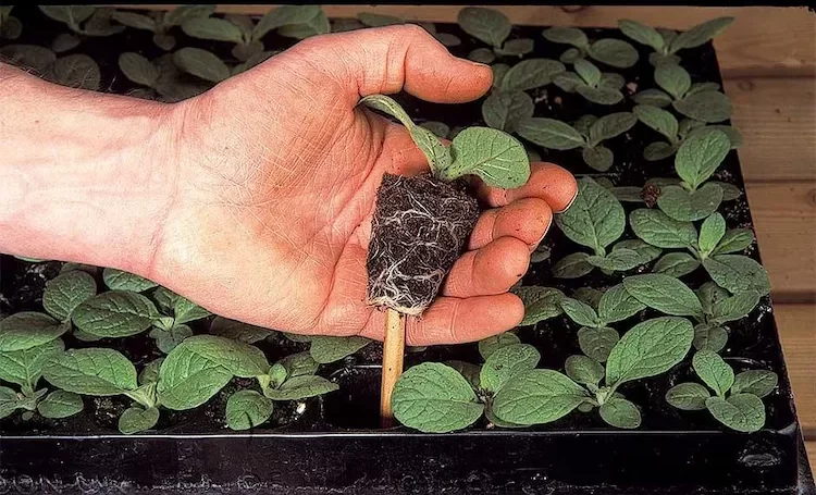 Stockrosen vermehren - Welche Möglichkeiten gibt es und wie pflegt man die jungen Pflanzen
