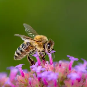 Tipps für bienenfreundlichen Garten - Wie Sie Ihren Außenbereich gestalten sollten, um die Insekten anzulocken