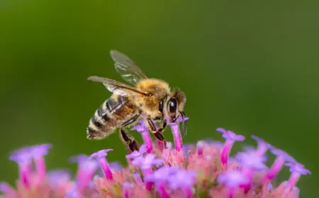 Tipps für bienenfreundlichen Garten - Wie Sie Ihren Außenbereich gestalten sollten, um die Insekten anzulocken