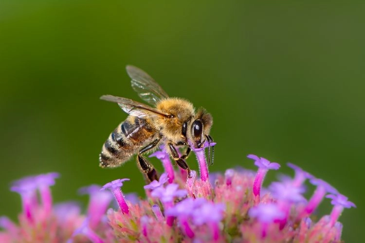 Tipps für bienenfreundlichen Garten - Wie Sie Ihren Außenbereich gestalten sollten, um die Insekten anzulocken
