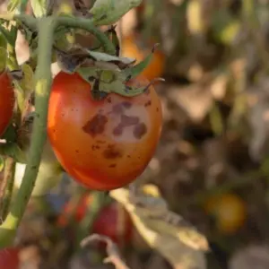 Tomaten Krankheiten erkennen und vorbeugen (1)