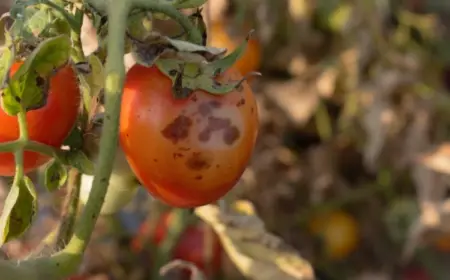 Tomaten Krankheiten erkennen und vorbeugen (1)