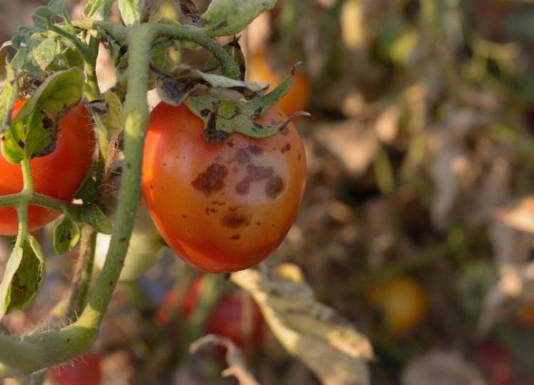 Tomaten Krankheiten erkennen und vorbeugen (1)