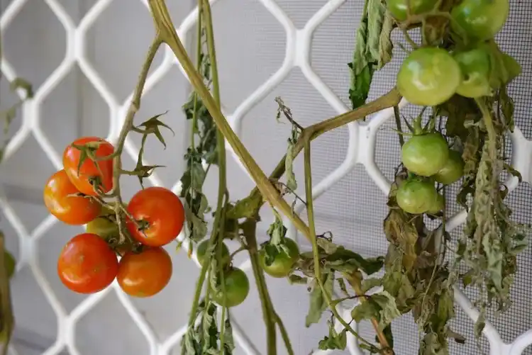 Tomaten samt Stiel abschneiden und kopfüber aufhängen nachreifen lassen