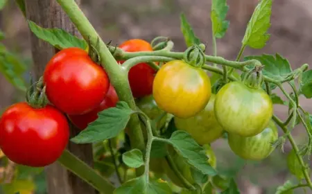 Tomaten werden nicht rot wie Reifen lassen