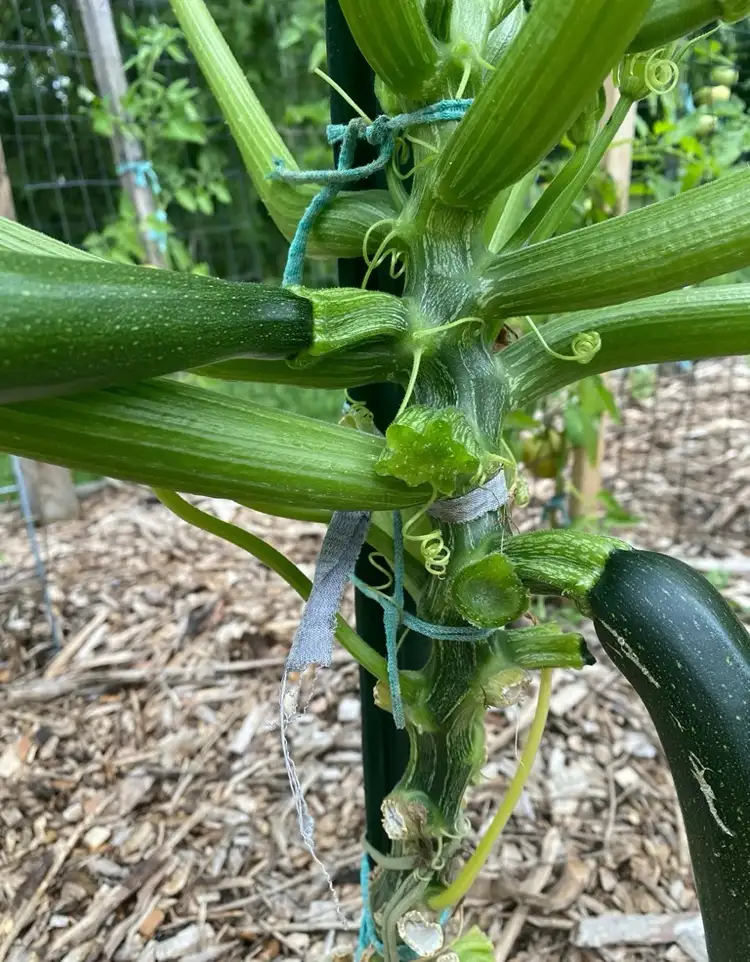 Untere Blätter der Zucchini-Pflanze zurückschneiden Wachstum anregen