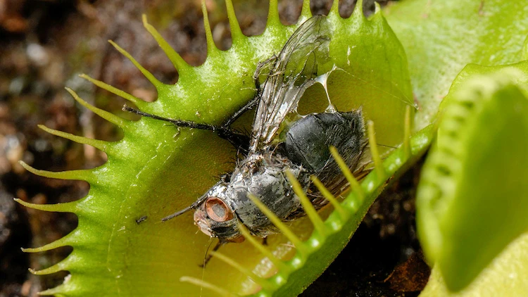 Venusfliegenfallen sind fleischfressende Pflanzen, die Insekten fressen