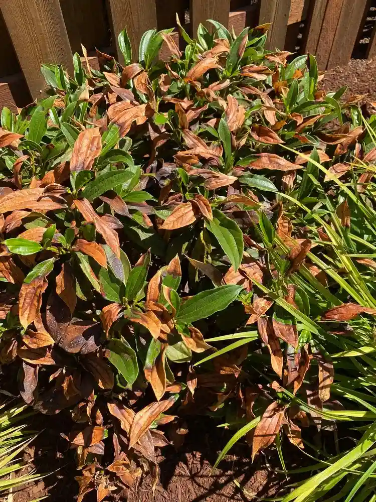 Verbrannte oder vertrocknete Blätter abschneiden