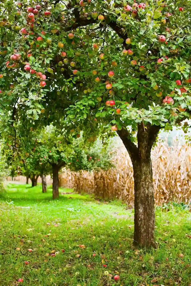 Warum Sie Ihren Apfelbaum im Sommer schneiden sollten, erfahren Sie bei uns