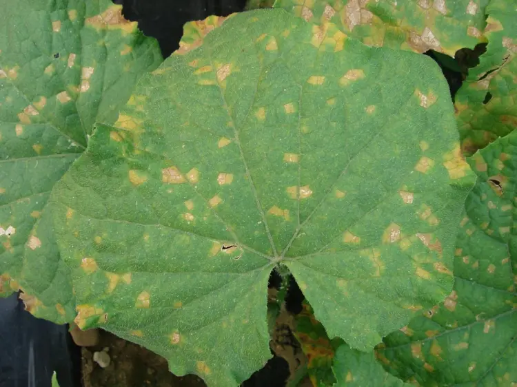 Warum werden Gurken gelb - Falscher Mehltau verursacht Flecken auf den Blättern