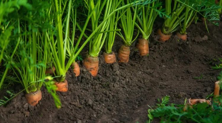 Was pflanzt man im August - Karotten sind zur Aussaat geeignet