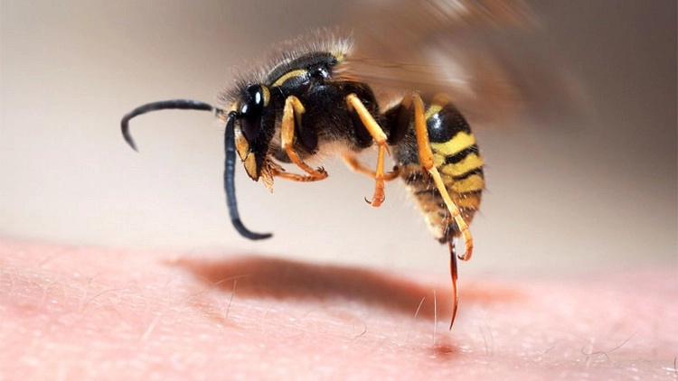 Was tun bei einem Wespenstich - diese Maßnahmen soll man ergreifen