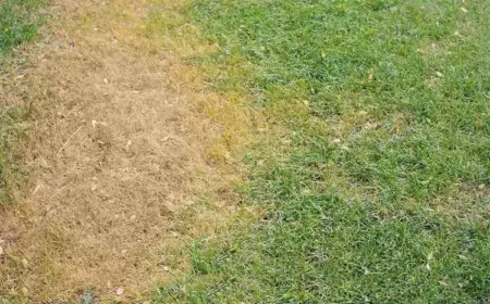 Was tun bei verbranntem Rasen? Tipps für Ihren Garten