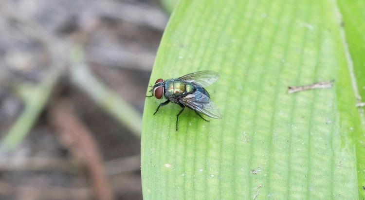 Was tun gegen Fliegen im Garten?