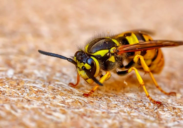 Was tun gegen Wespen im Rollladenkasten - Ideen