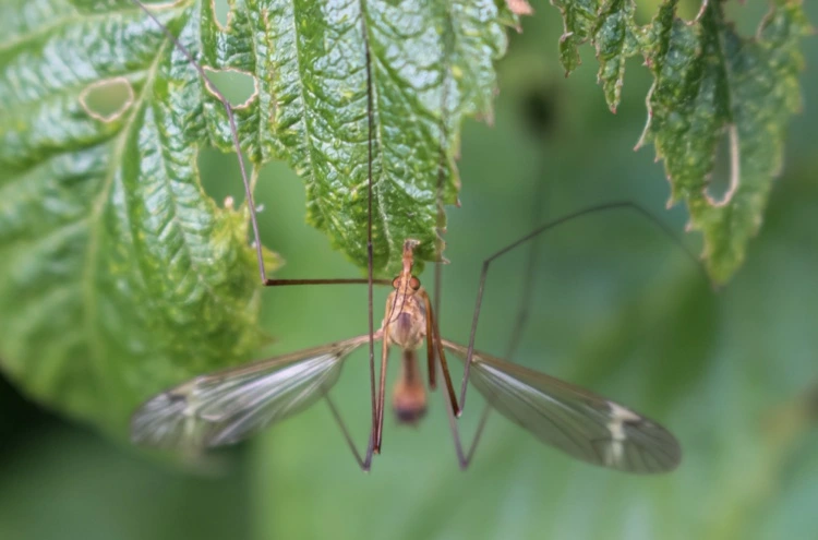 Welche Pflanzen helfen gegen Mücken