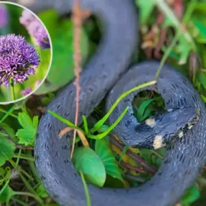 Welche Pflanzen vertreiben Schlangen im Garten