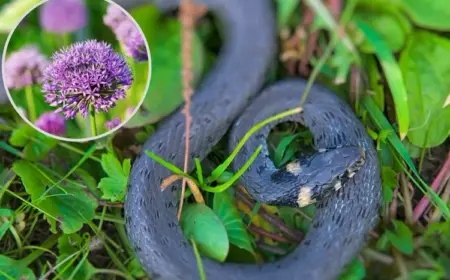 Welche Pflanzen vertreiben Schlangen im Garten
