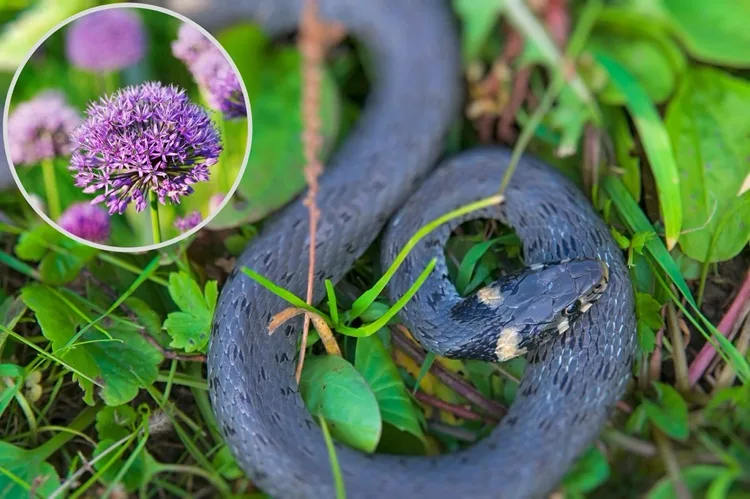 Welche Pflanzen vertreiben Schlangen im Garten