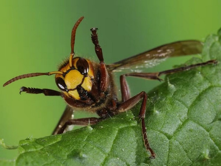 Wespen - Ein wirksames Mittel gegen Blattläuse