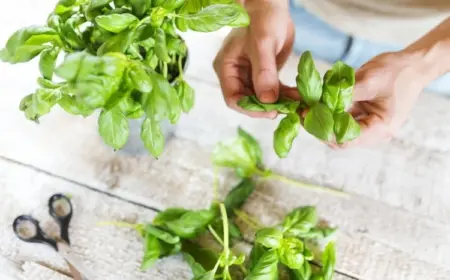 Wie Basilikum schneiden und richtig ernten Tipps Pflege