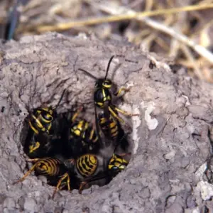 Wie Sie Erdwespen bekämpfen - So können Sie die Insekten auf natürliche Weise loswerden, ohne sie zu töten