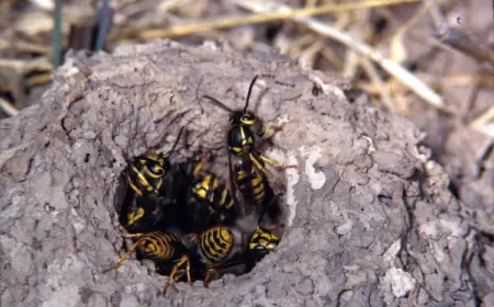 Wie Sie Erdwespen bekämpfen - So können Sie die Insekten auf natürliche Weise loswerden, ohne sie zu töten