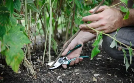 Wie Sie Himbeeren richtig schneiden sollten - Tipps
