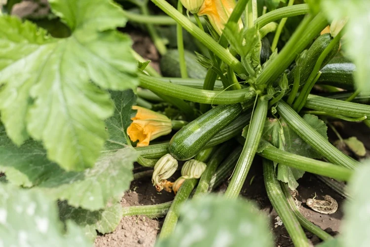 Wie Zucchini richtig beschneiden im Garten