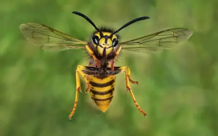 Wie bekämpft man Blattläuse mit Wespen