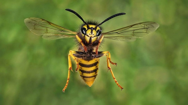 Wie bekämpft man Blattläuse mit Wespen
