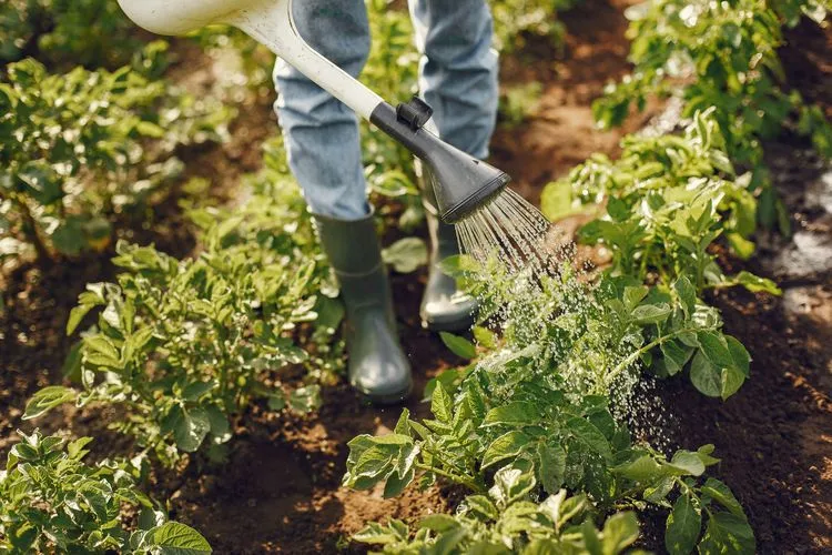 Wie man Wasser im Garten sparen kann - Tipps und Ideen