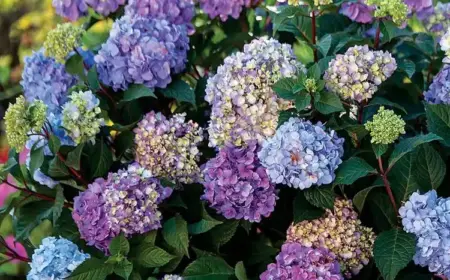 Winterharte Hortensie Endless Summer - pflegen, düngen, gießen, Boden, Standort