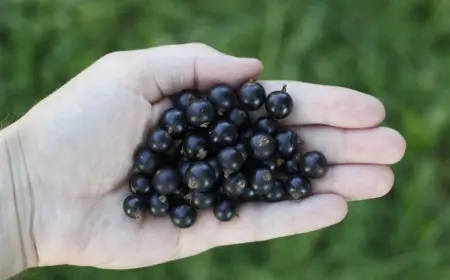 Wofür sind Johannisbeeren gesund - Sie stärken das Immunsystem