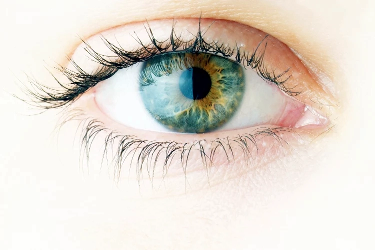 Wofür sind Johannisbeeren gesund - Sie verbessern die Funktion der Augen