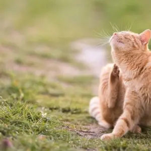 Woran Sie erkennen, ob Ihre Katze einen Flohbefall hat