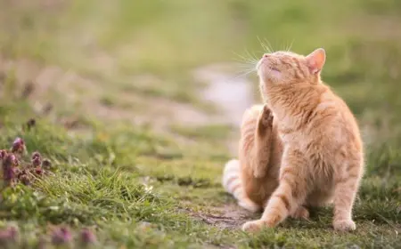 Woran Sie erkennen, ob Ihre Katze einen Flohbefall hat