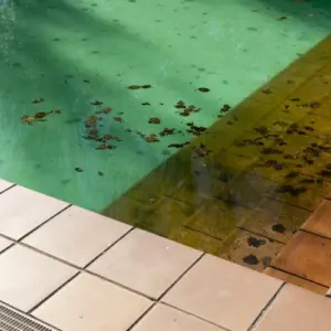 Würmer im Pool beseitigen mit diesen Tipps zur Pflege