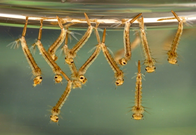 Würmer im Pool stammen meist von Mücken und sind eigentlich Larven