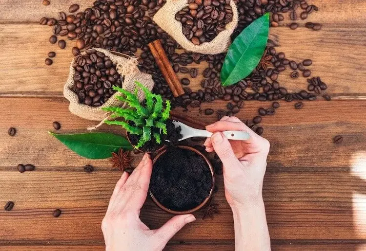 Zimmerpflanzen-Dünger selber machen aus Hausmitteln - Kaffeesatz ist gut geeignet