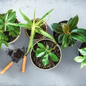 Zimmerpflanzen-Dünger selber machen aus Hausmitteln - Wie stellt man Nährstoffe auf natürliche Weise her
