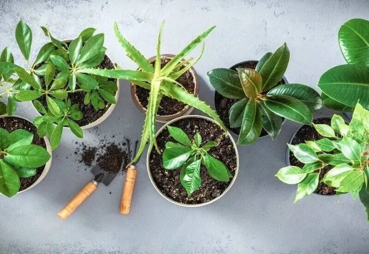 Zimmerpflanzen-Dünger selber machen aus Hausmitteln - Wie stellt man Nährstoffe auf natürliche Weise her