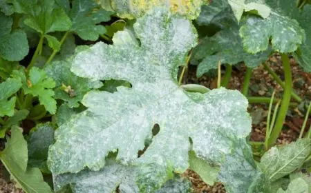 Pflanzenkrankheiten - Bilder und Tipps zur Behandlung