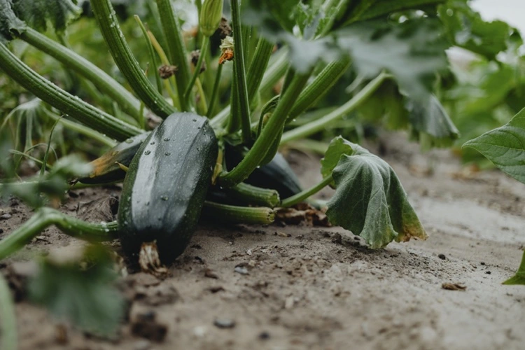 Zucchini-Pflanze untere Blätter abschneiden